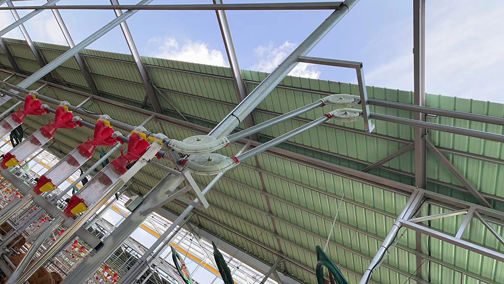 สายป้อนโคอัตโนมัติ สายป้อนโคอัตโนมัติ