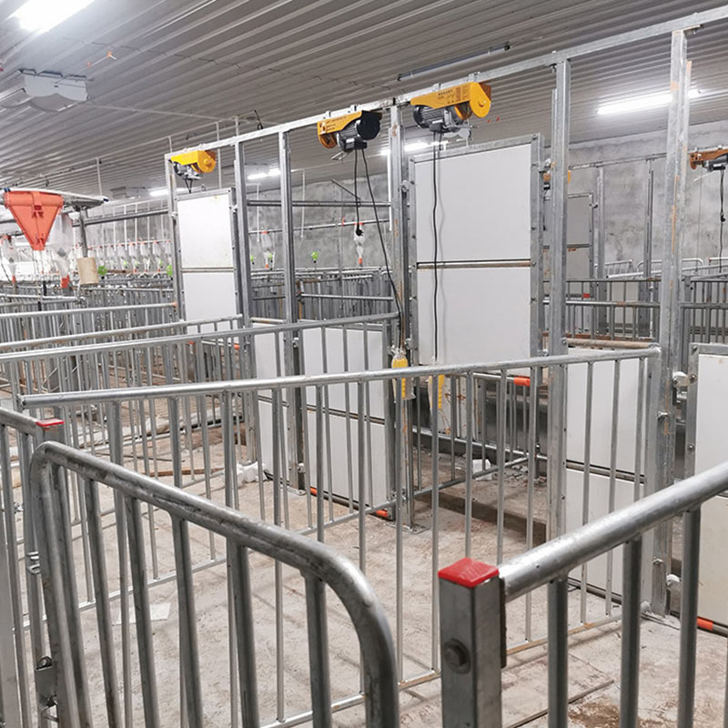 Забор для сбора спермы у хряков