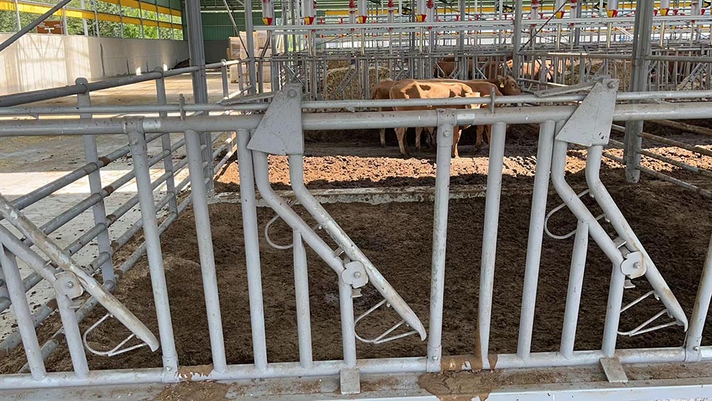 Cattle Headlock Cattle Headlock