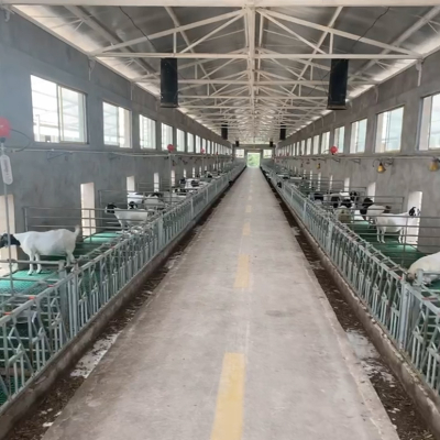 Овечья голова