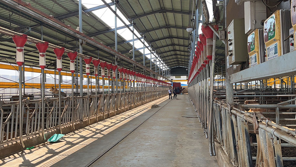 สายป้อนโคอัตโนมัติ สายป้อนโคอัตโนมัติ