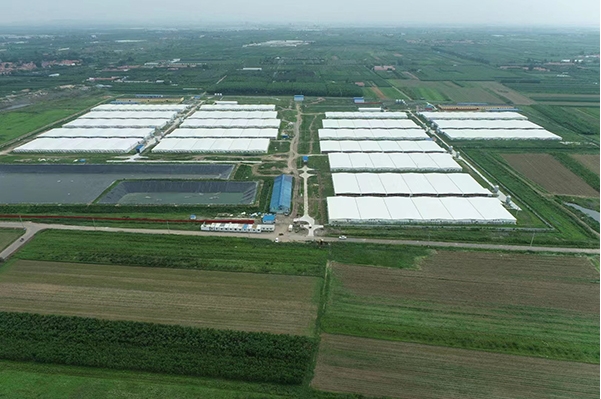 Công ty TNHH Khoa học và Công nghệ Nông nghiệp và Chăn nuôi Shandong Juchen đã hoàn thành thành công dự án trang trại 21.000 con lợn nái ở Quận Jimo, Thanh Đảo. Công ty TNHH Khoa học và Công nghệ Nông nghiệp và Chăn nuôi Shandong Juchen đã hoàn thành thành công dự án trang trại 21.000 con lợn nái ở Quận Jimo, Thanh Đảo.