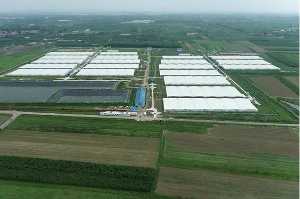 Компания Shandong Juchen Agricultural and Animal Husbandry Science and Technology Co., Ltd. успешно завершила проект по строительству свинофермы на 21 000 голов в районе Джимо, Циндао.