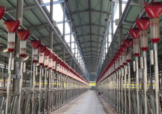 Cattle Automatic Feeder Line
