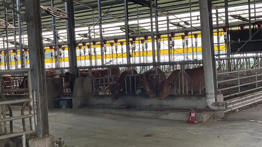 Cattle Headlock Cattle Headlock